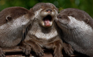 Otters