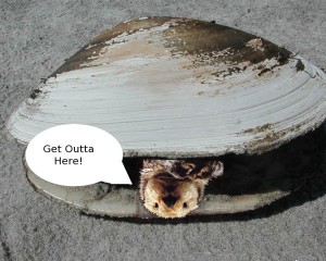 otter clam (1)